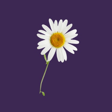 Chamomile Extract