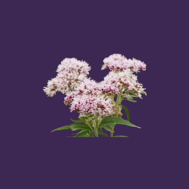 Valerian Root Extract